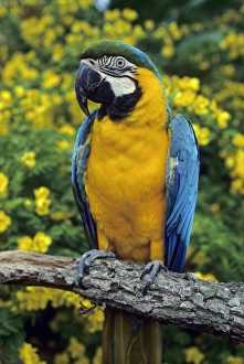 Images Dated 21st August 2012: Nature, Fauna