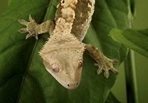 Images Dated 30th October 2006: Nature, Fauna