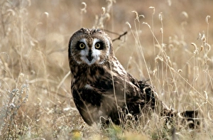 Images Dated 28th July 2010: Nature, Fauna