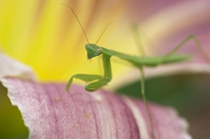Images Dated 15th July 2005: Nature, Fauna