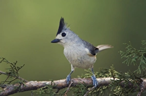 Images Dated 18th April 2006: Nature, Fauna