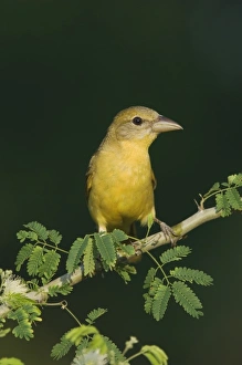 Images Dated 7th June 2006: Nature, Fauna