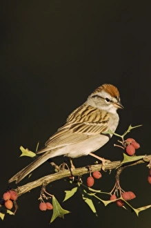 Images Dated 30th April 2006: Nature, Fauna