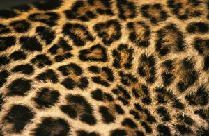 Nature, Fauna