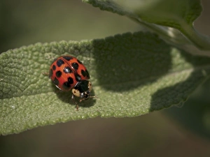 Nature, Fauna