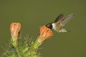 Images Dated 2nd April 2006: Nature, Fauna