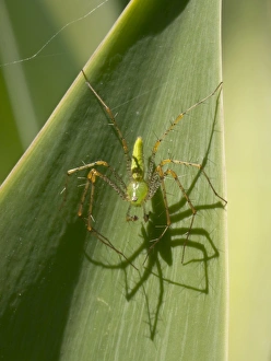 Images Dated 15th September 2009: Nature, Fauna