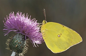 Nature, Fauna