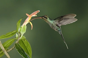 Nature, Fauna