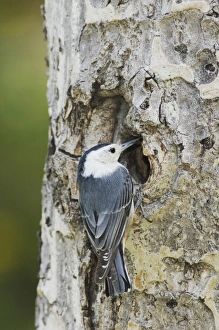 Images Dated 21st June 2007: Nature, Fauna