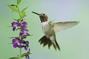 Nature, Fauna