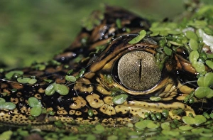Nature, Fauna