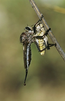 Nature, Fauna