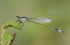 Nature, Fauna