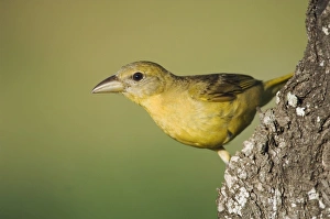 Images Dated 23rd June 2006: Nature, Fauna