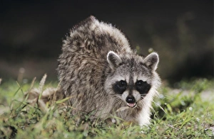 Nature, Fauna