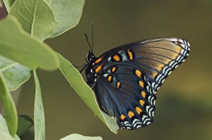 Nature, Fauna