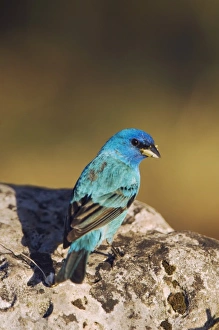 Images Dated 30th April 2006: Nature, Fauna