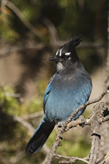 Images Dated 28th September 2006: Nature, Fauna