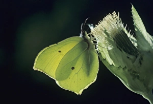 Nature, Fauna
