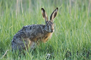 Images Dated 21st April 2007: Nature, Fauna