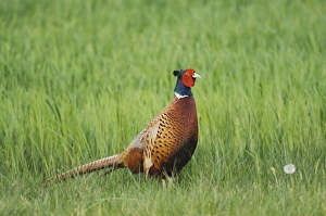 Images Dated 17th April 2007: Nature, Fauna