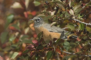 Images Dated 29th September 2005: Nature, Fauna
