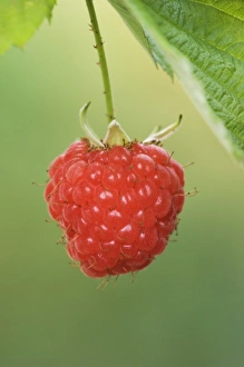 Images Dated 6th October 2006: Nature, Fauna