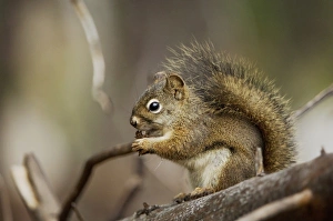 Nature, Fauna