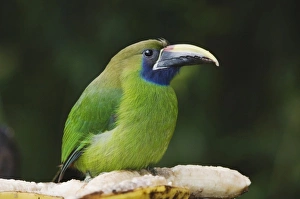 Images Dated 11th December 2006: Nature, Fauna