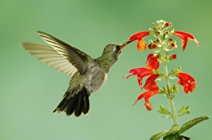 Nature, Fauna