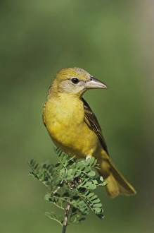 Images Dated 8th June 2006: Nature, Fauna