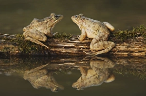 Images Dated 27th April 2005: Nature, Fauna