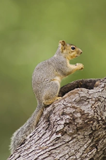 Nature, Fauna