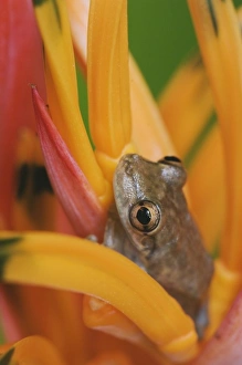 Images Dated 10th December 2006: Nature, Fauna