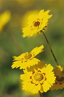 Nature, Fauna