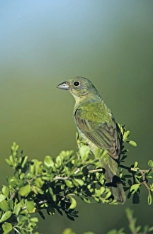 Nature, Fauna