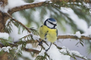 Images Dated 18th December 2005: Nature, Fauna