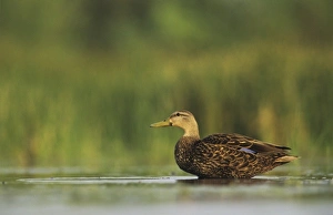 Images Dated 12th February 2010: Nature, Fauna