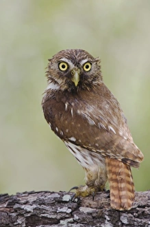 Images Dated 22nd June 2006: Nature, Fauna