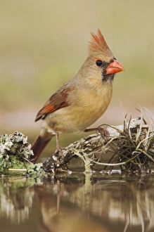 Images Dated 5th April 2006: Nature, Fauna