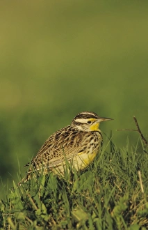 Images Dated 12th February 2010: Nature, Fauna
