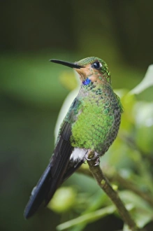 Images Dated 11th December 2006: Nature, Fauna