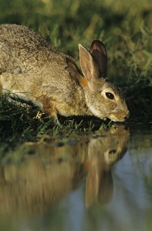 Nature, Fauna