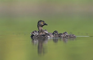Images Dated 12th February 2010: Nature, Fauna