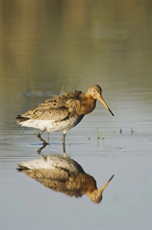 Images Dated 17th April 2007: Nature, Fauna