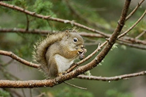 Images Dated 12th February 2010: Nature, Fauna