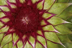 Images Dated 29th May 2011: Nature, Flora
