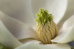 Images Dated 20th May 2011: Nature, Flora