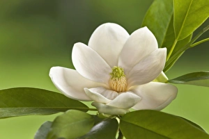 Images Dated 20th May 2011: Nature, Flora
